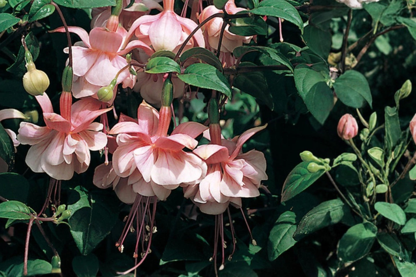 Southgate Fuchsia Live Plant 5" Pot – Fuchsia Hybrid