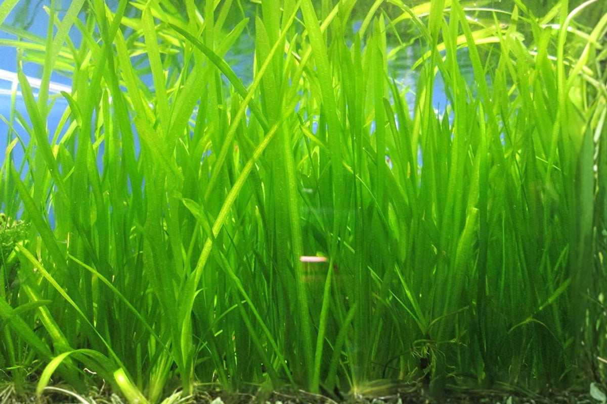 Jungle Vallisneria 12 Live Aquarium Plants – Vallisneria americana – Freshwater
