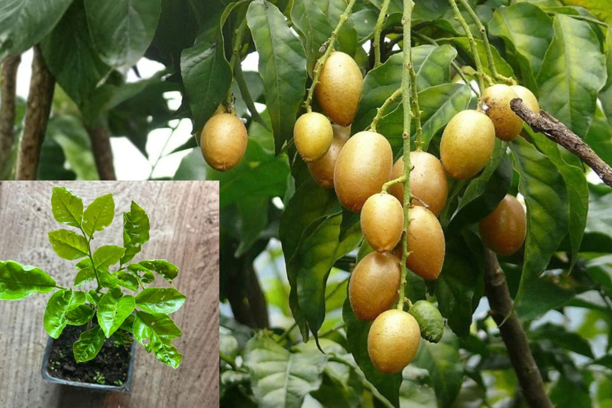 Wampee Live Plant – 1 Plant – 4" Pot – Tropical Fruit Plant – Clausena