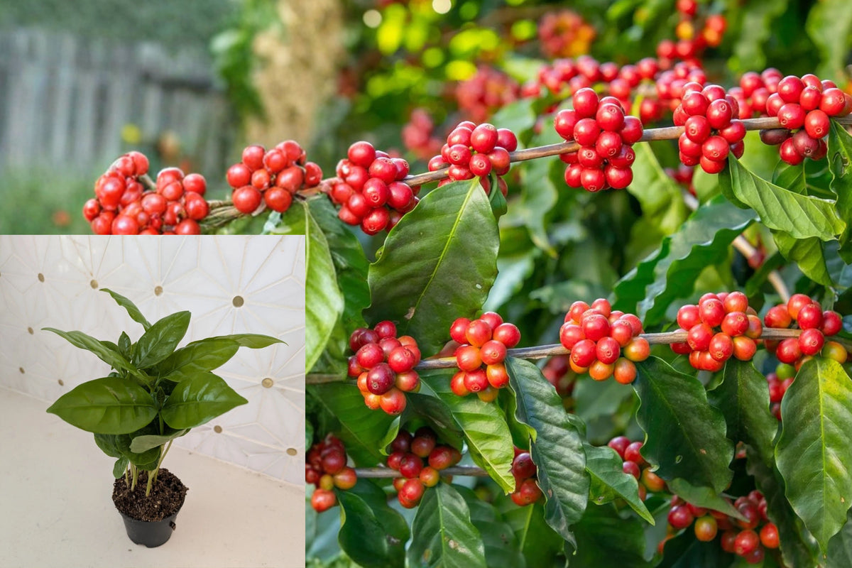 Coffee Arabica Live Plant – Coffea arabica – Potted Coffee Plant