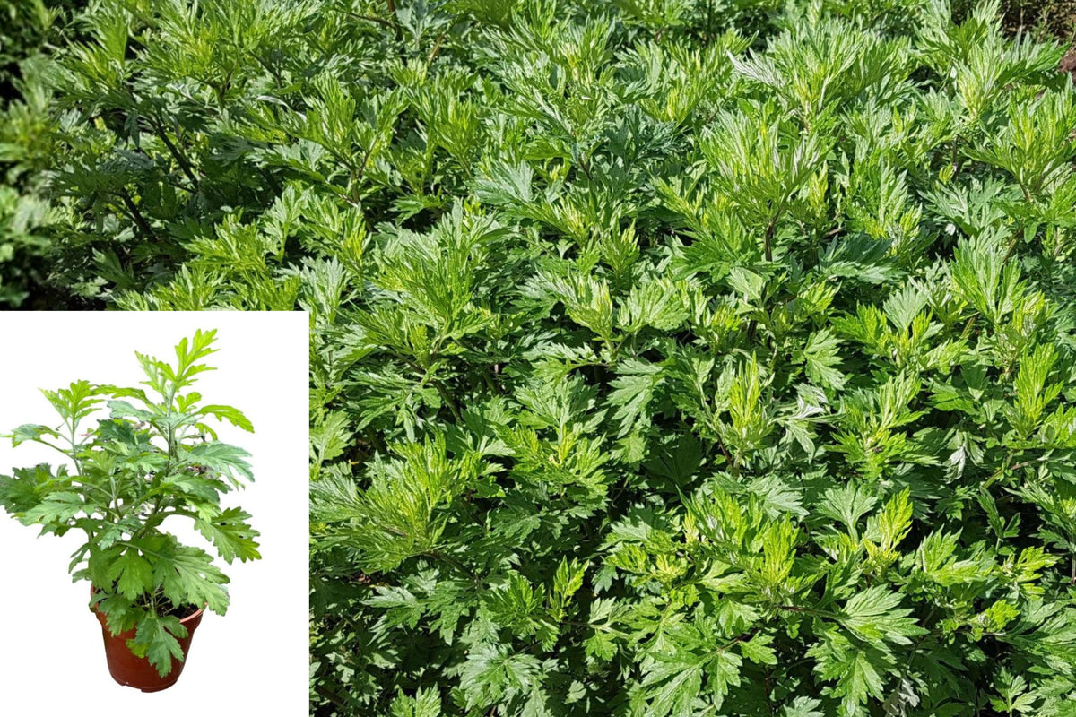2 Live Mugwort Plants, Artemisia vulgaris Herb, 12–18 Inch Garden Herb Starters, Aromatic Perennial Foliage Plant