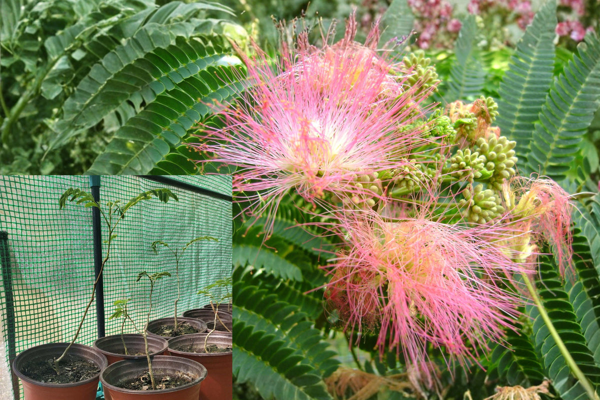 Persian Silk Tree Live Plant, Mimosa Tree Starter, 10–12 Inch Bare Root Ornamental Tree
