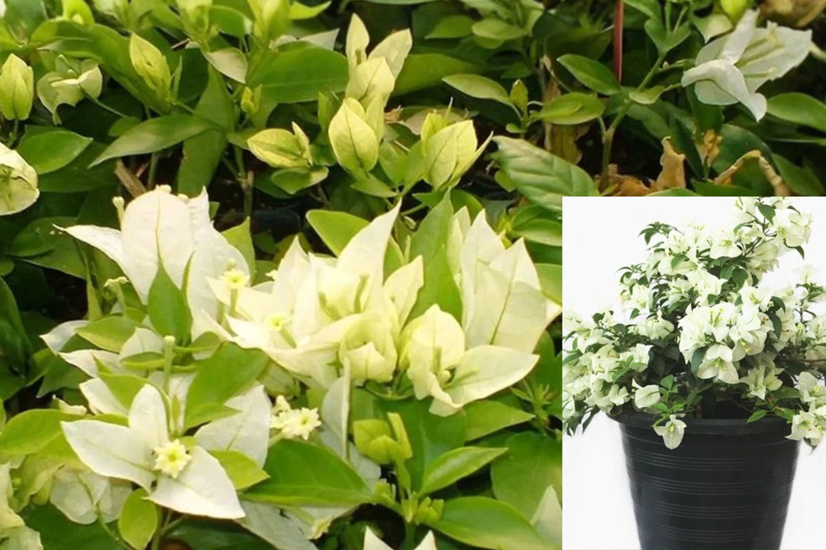 2 White Ms Alice Bougainvillea Live Plants, 4–6 Inch Bare Root Flowering Shrubs, White Tropical Garden Plants, Outdoor Bougainvillea