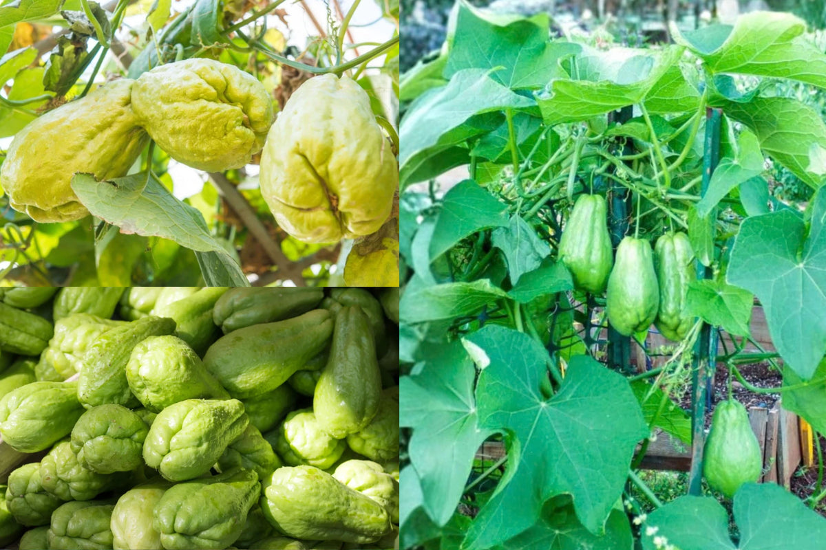Chayote Live Plant – 1 Young Vine Starter – 5-Inch Pot – Sechium sp.
