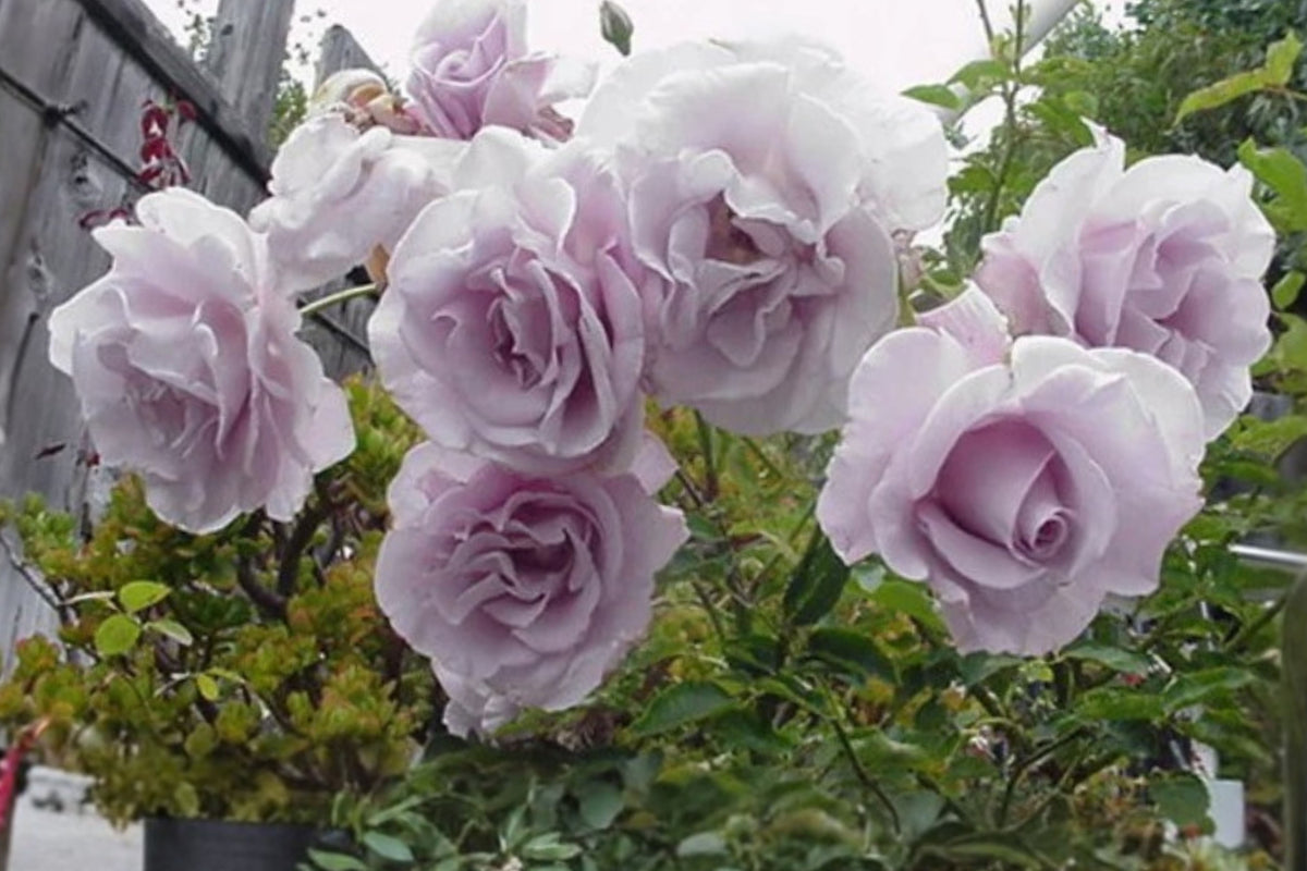 Lagerfeld Purple Rose Live Plant, Fragrant Rose Starter, 4–6 Inch Rooted Rose, Bare Root Garden Rose, No Pot