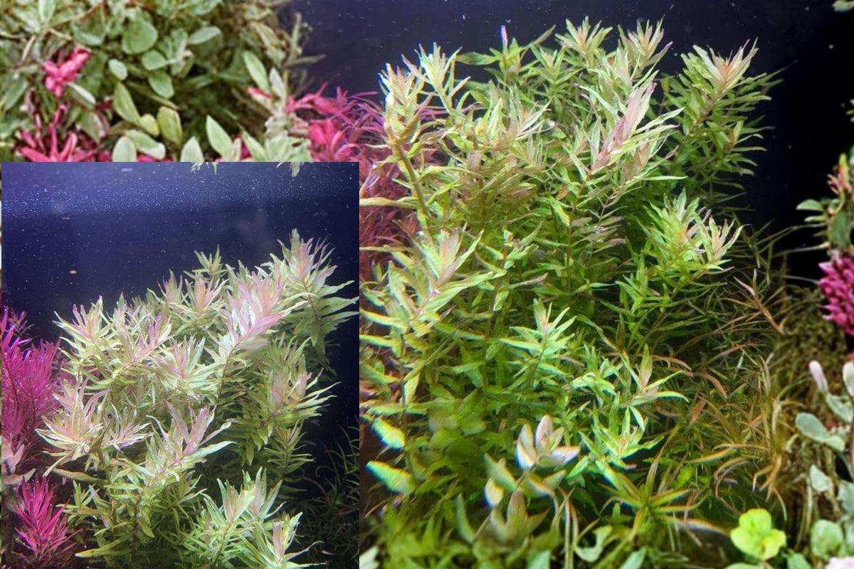 Rotala Kochi Aquarium Plant – 3 Live Cut Stems – Rotala