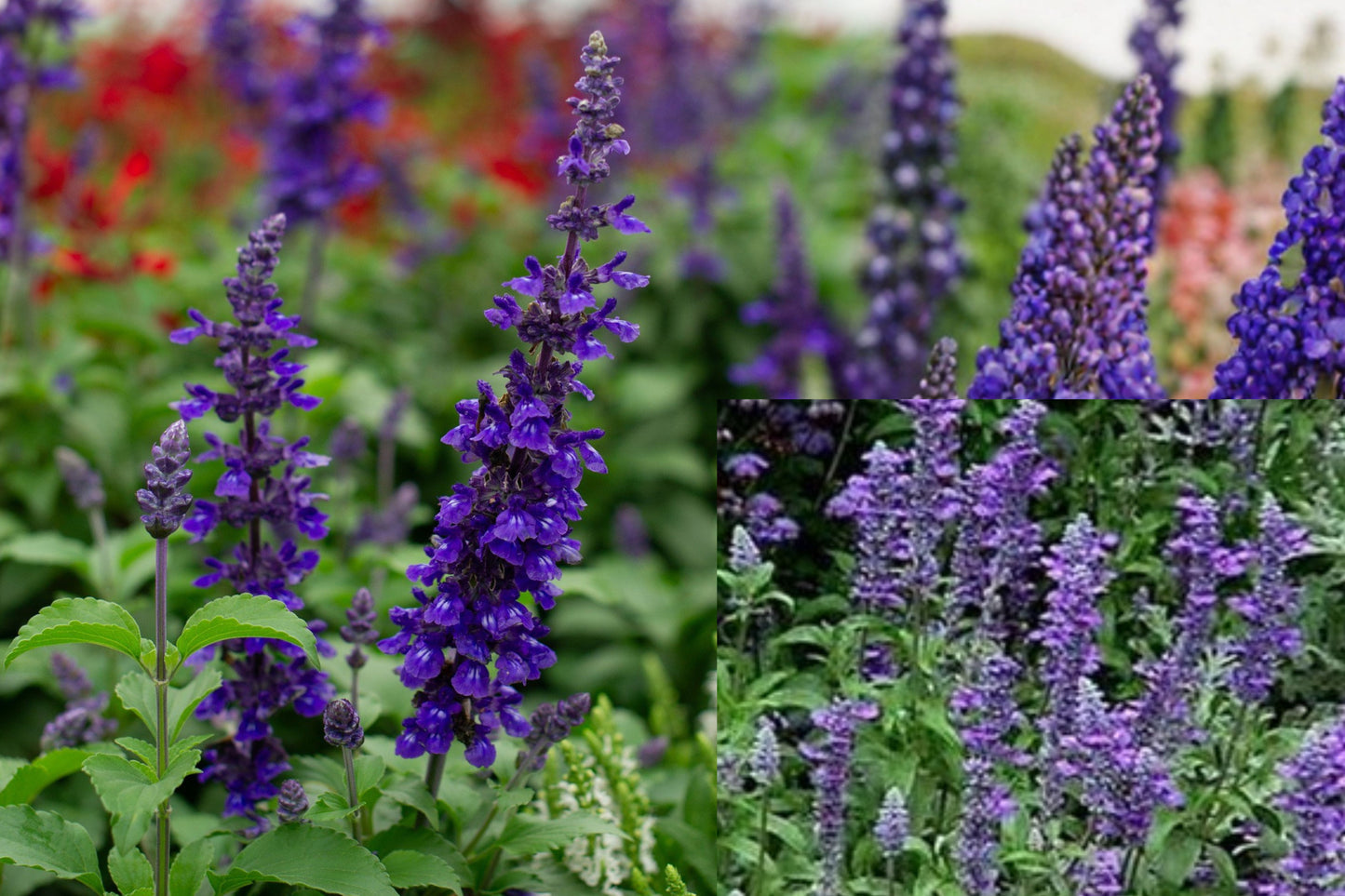 Henry Duelberg Salvia 1 Gallon Live Plant – Fully Rooted