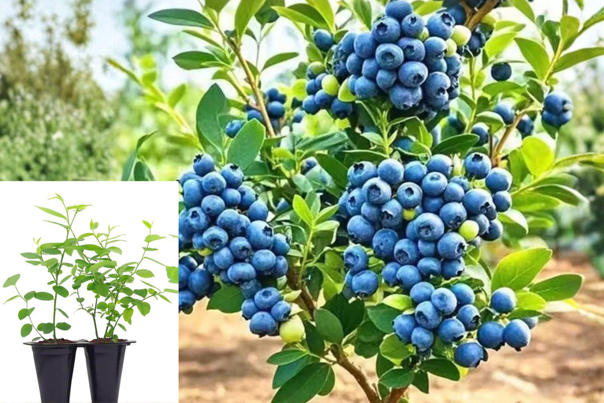 Set of 2 Biloxi Blueberry Live Plants, 5–8 Inch Blueberry Bush Starters, Fruit Bearing Garden Shrubs, Outdoor Berry Plants