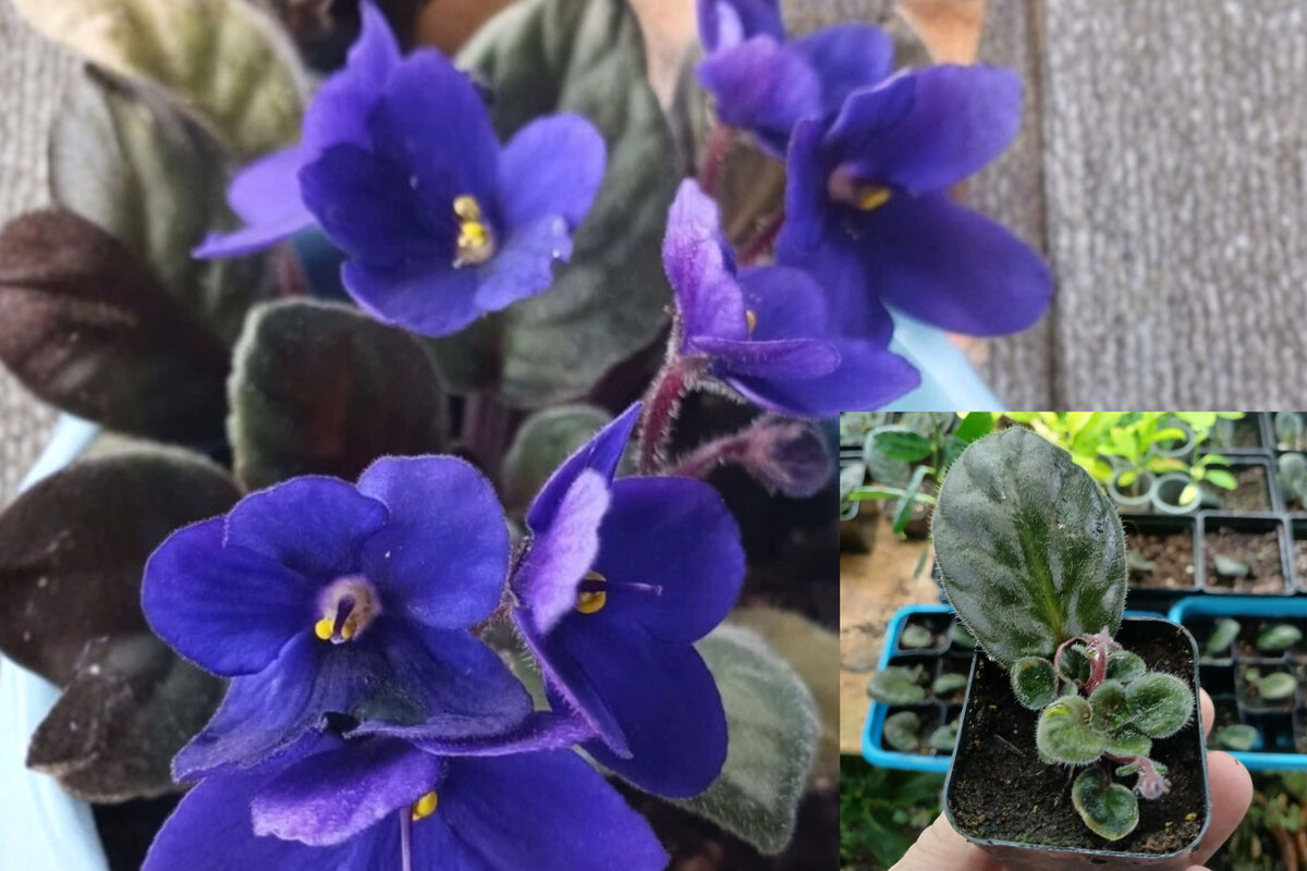 African Violet 1 Live Starter Plant – 2" Pot – Cobalt Blue/Purple