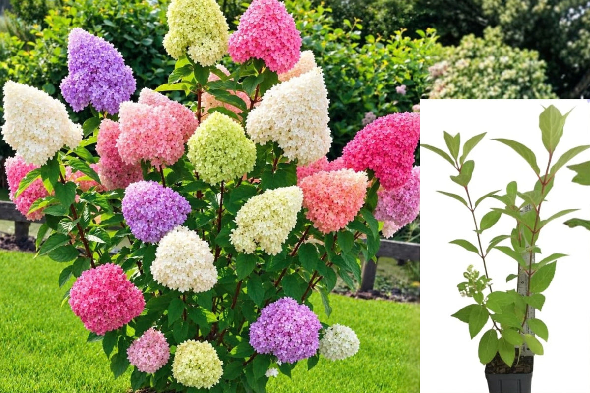 Colorful Hydrangea Live Plant – 1 Blooming Shrub – 5–9 Inches – Hydrangea
