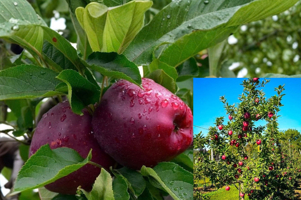 Red Delicious Apple Tree 1 Live Plant – 5 Gallon Pot – Malus