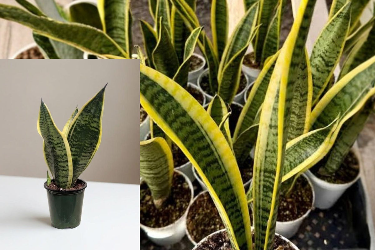 Golden Snake Plant Live, 4 Inch Potted Houseplant, Green and Yellow Variegated Sansevieria, Low Maintenance Indoor Plant