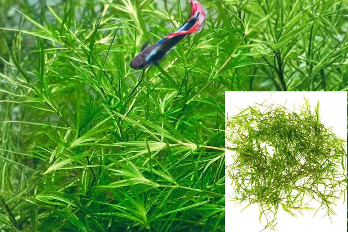 Guppy Grass Live Aquarium Plant, Floating Freshwater Plant, Natural Fry Cover, Beginner Fish Tank Plant, Buy 2 Get 1 Free
