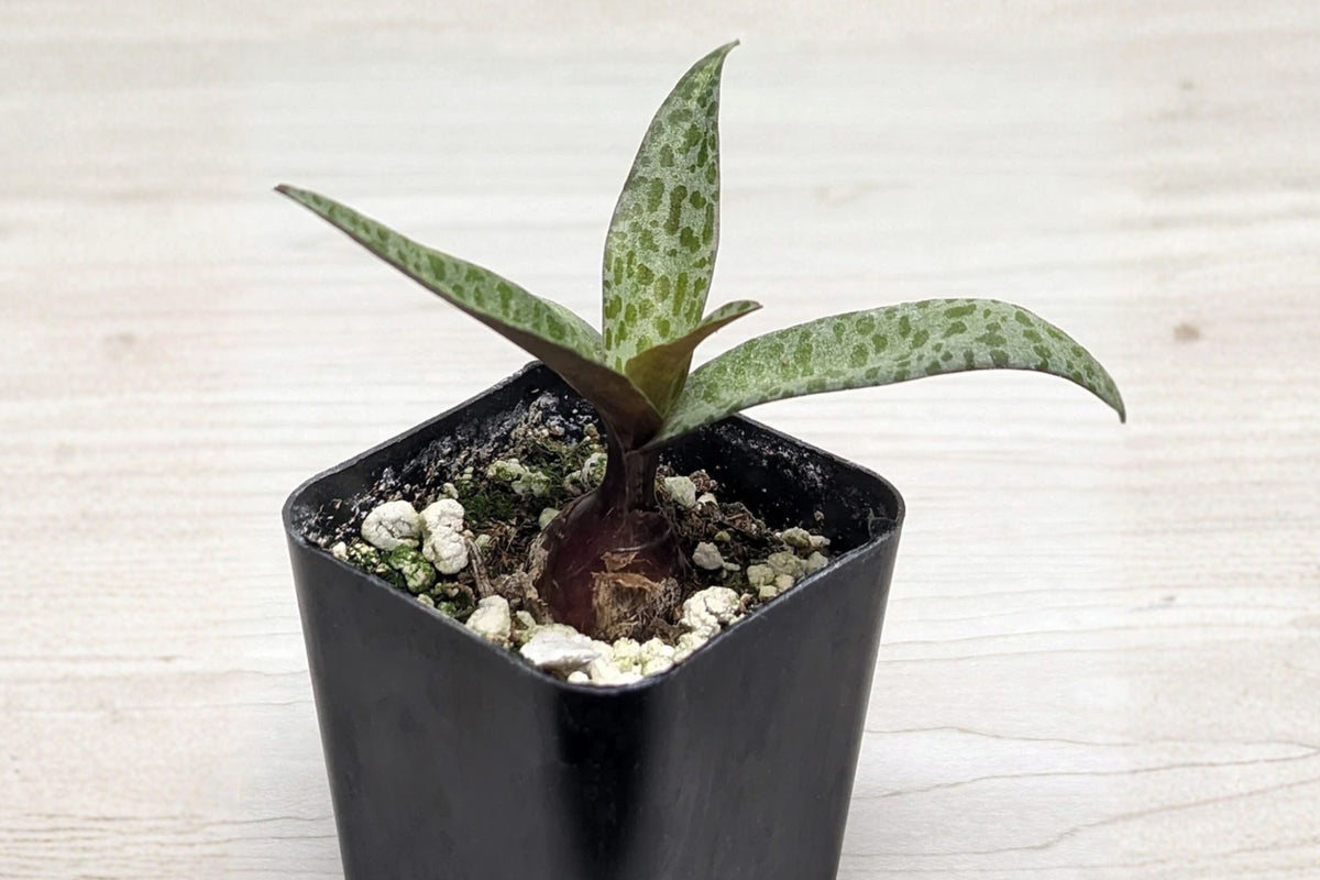 Silver Squill 1 Live Plant in 2-Inch Pot – Ledebouria socialis