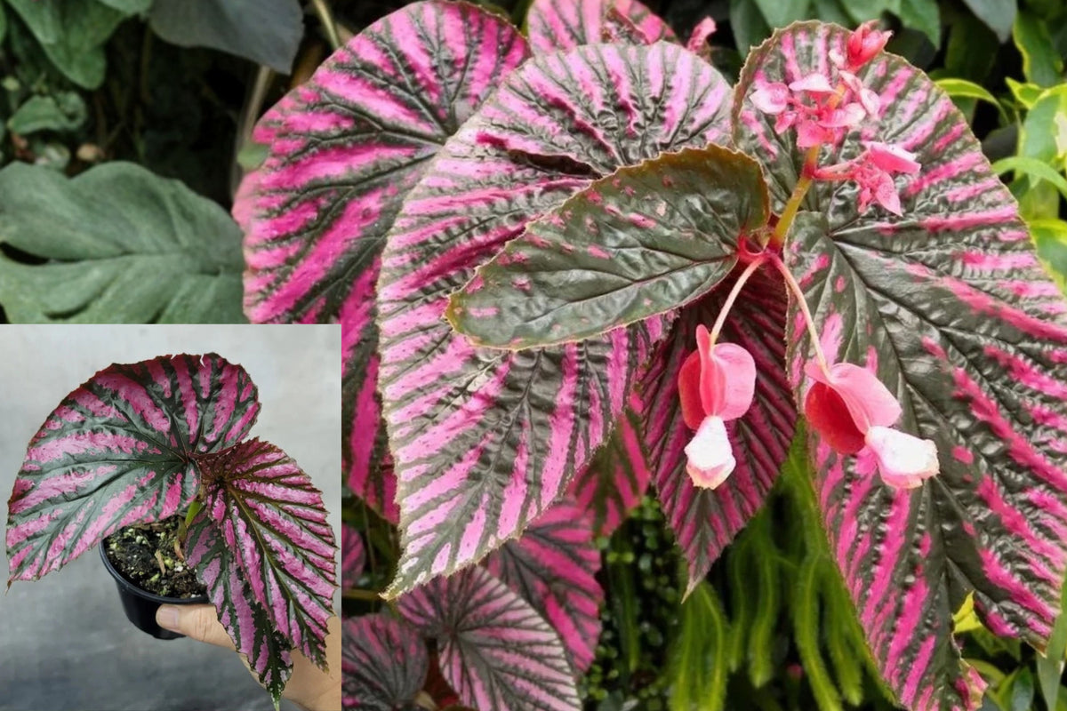 Begonia Brevirimosa Exotica Live Plants – 2 Plants, 4–6 Inches Tall