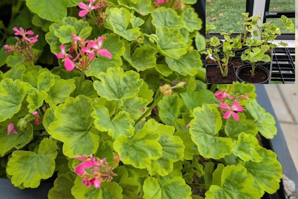 Heirloom Geranium 'Greengold Kleine Liebling' Live Plant – 5 Inches – Pelargonium sp.