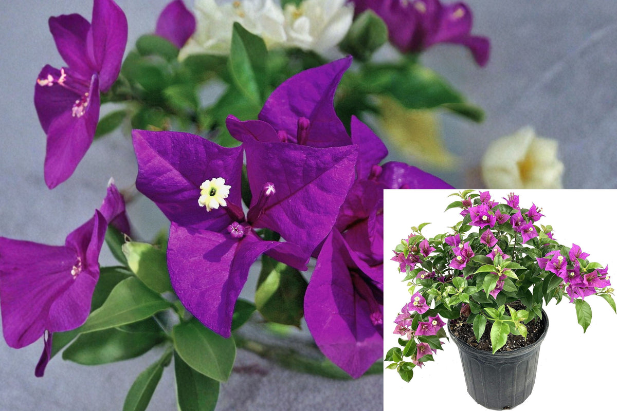 Royal Purple Bougainvillea Live Plant, Purple Flowering Tropical Vine, Sun Loving Outdoor Climbing Plant for Patio and Garden