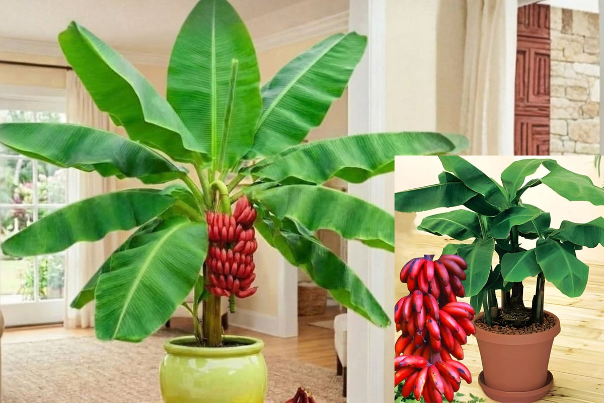 Red Banana Live Plant – 4–7 Inch Bare Root Starter, Musa sp.