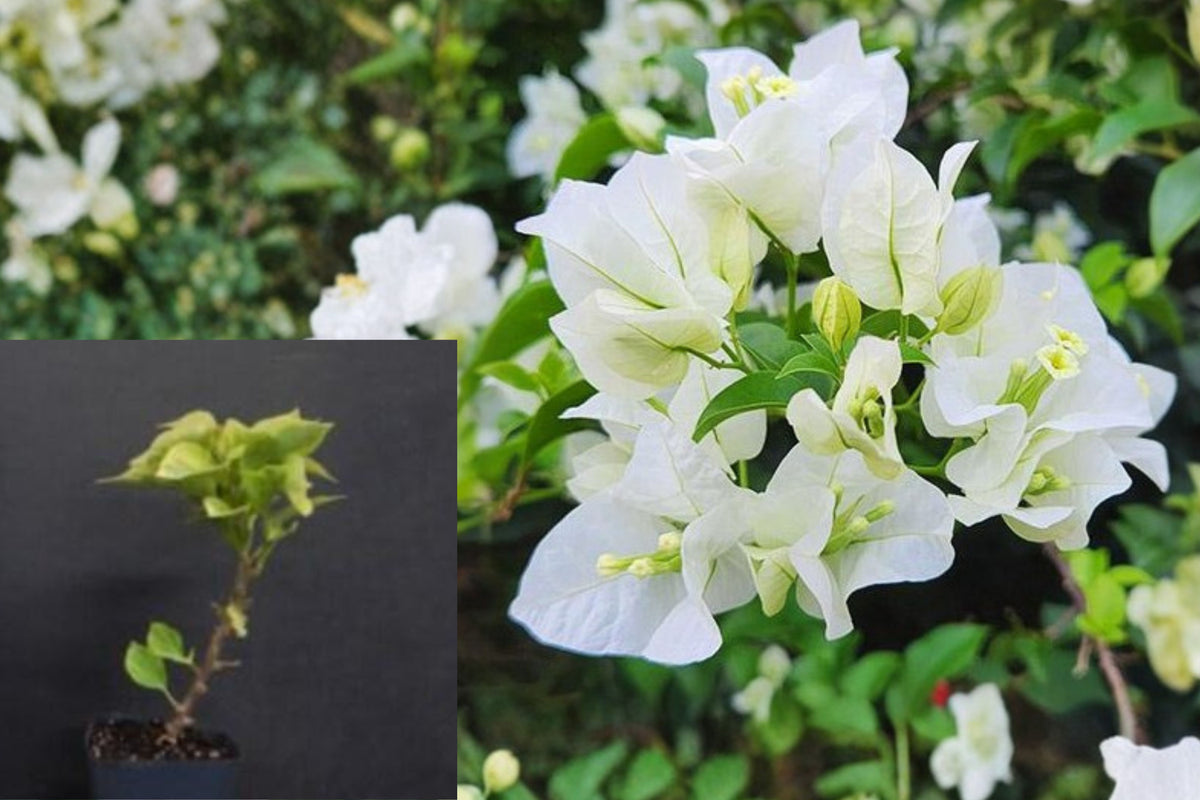 Set of 2 White Bougainvillea Live Plants, 4–8 Inch Flowering Vine Starters, Climbing Plant for Sunny Garden and Trellis