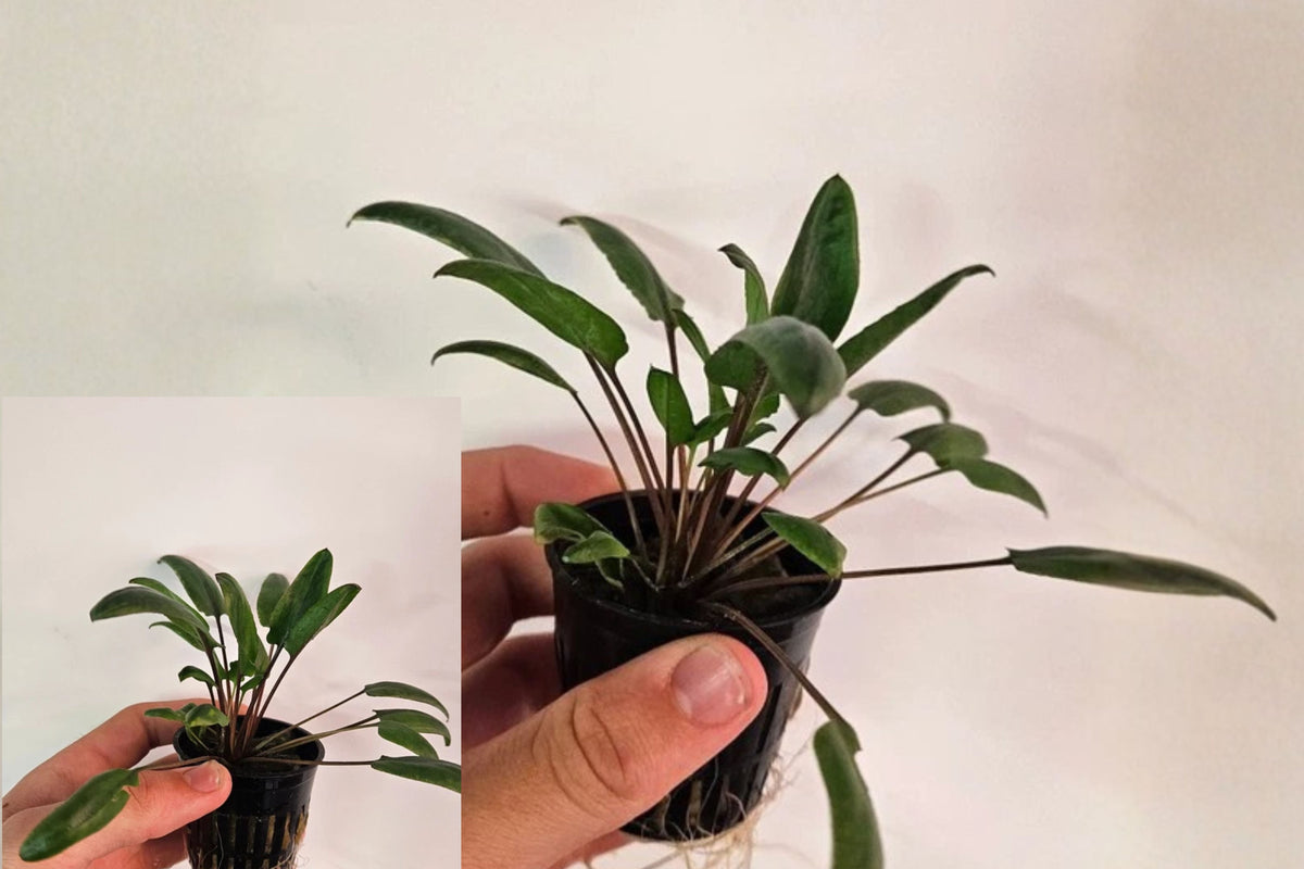 Cryptocoryne Wendtii ‘Gecko’ Live Aquarium Plant – Potted – Cryptocoryne wendtii