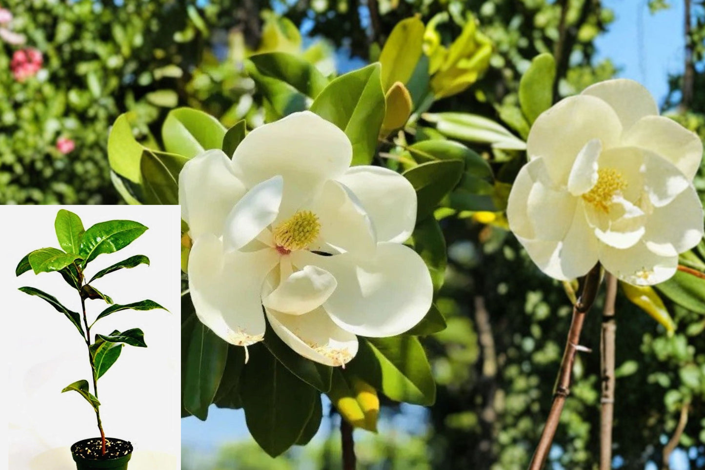 Southern Magnolia Live Plant – 1 Plant in 2-Inch Pot