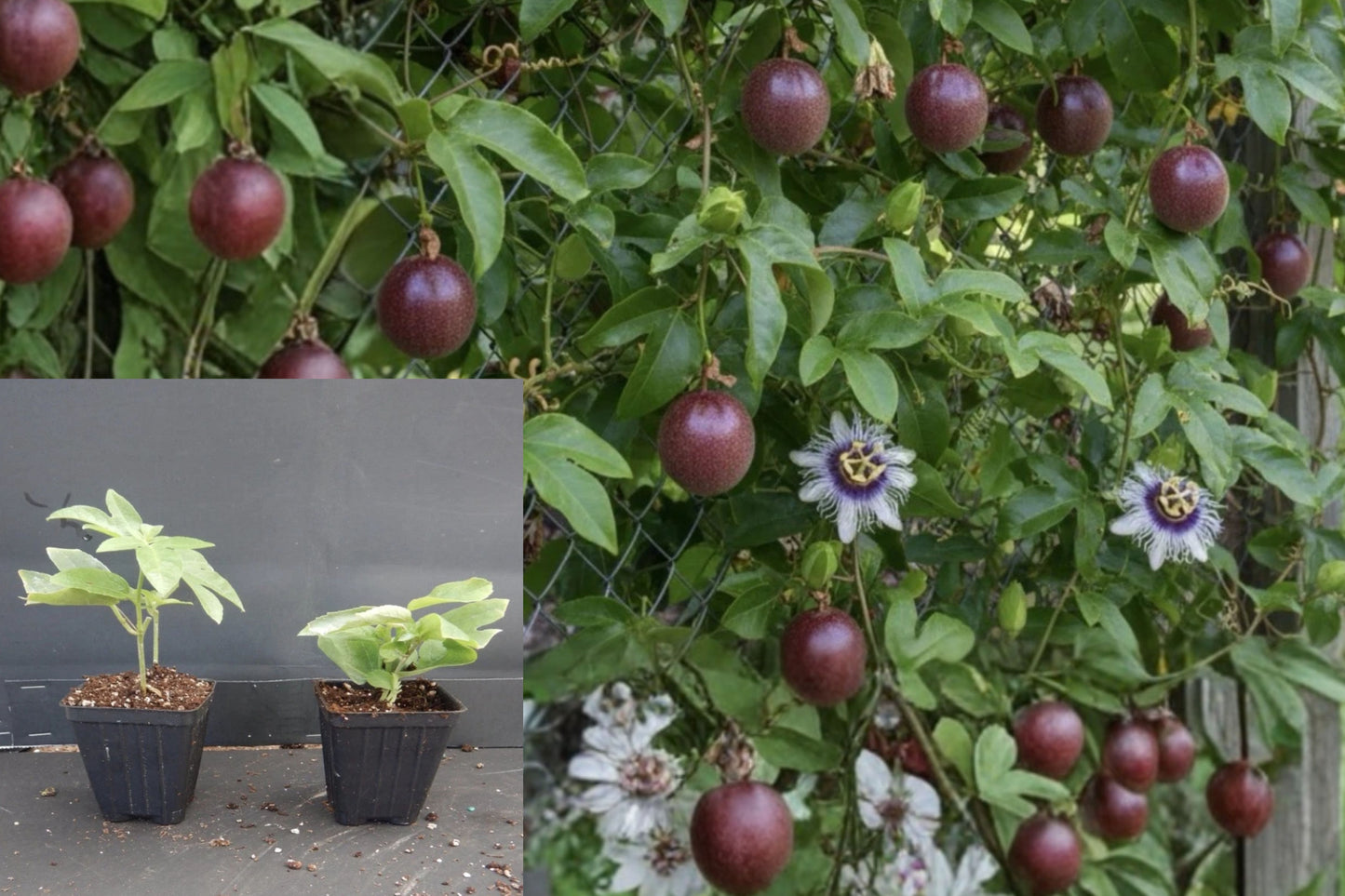 Panama Red Passion Fruit Live Plant – 1 Starter Vine – Passiflora edulis