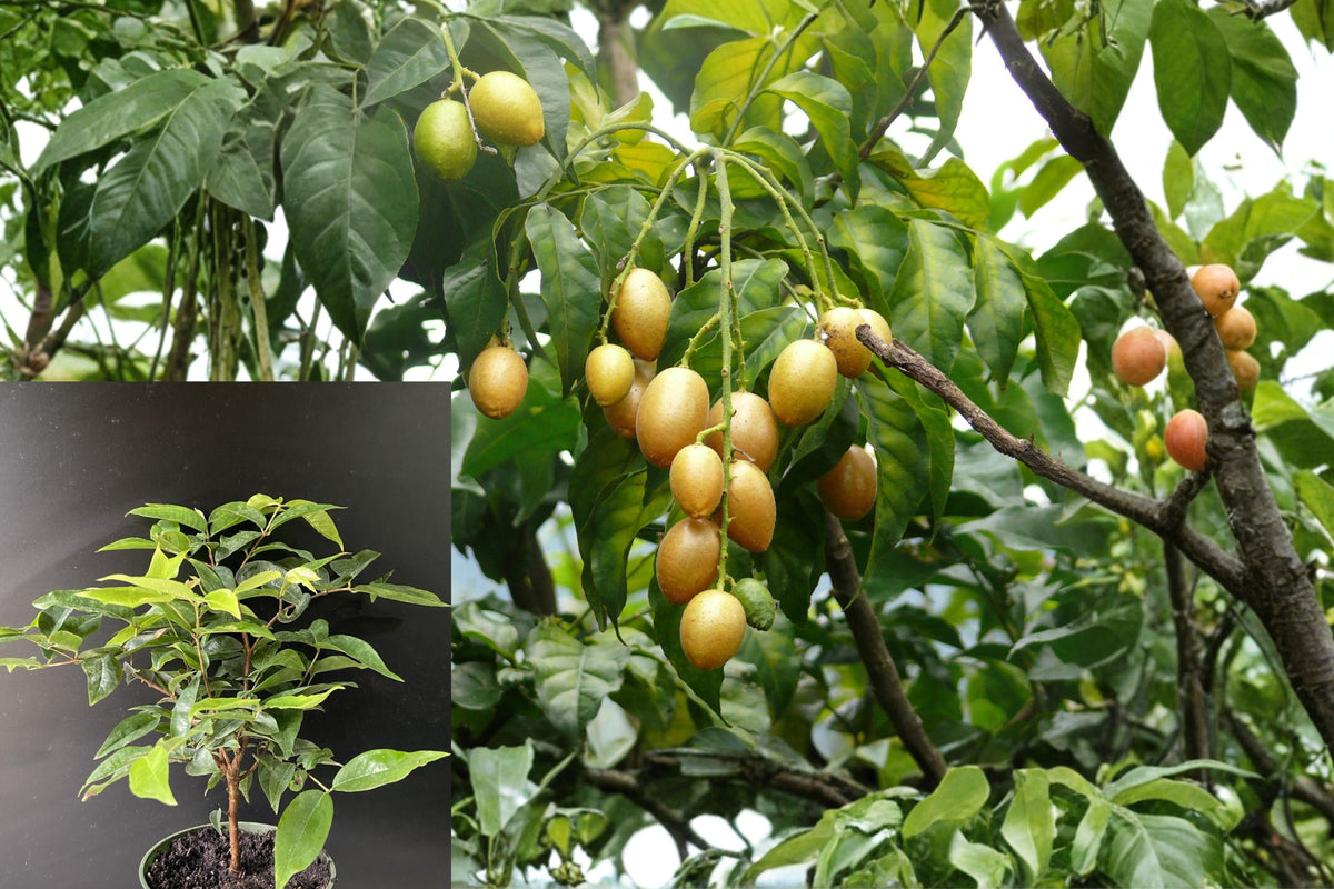 Wampee Live Plant, Clausena Lansium Tropical Fruit Tree Starter, 4 Inch Pot, 6–8 Inch Tall Evergreen Plant