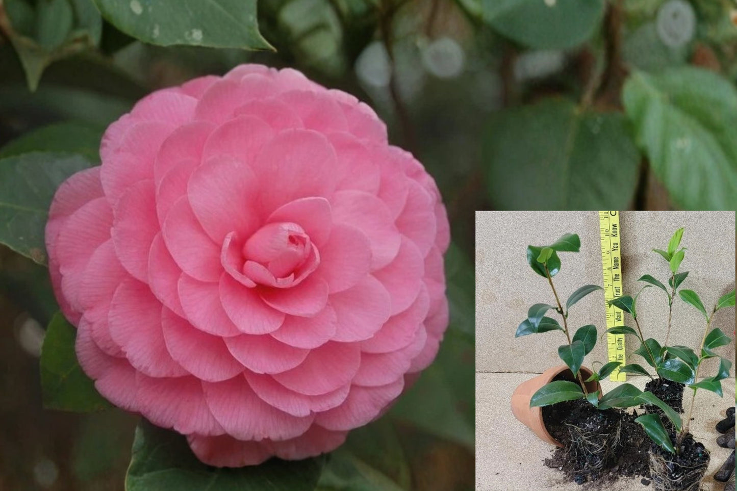 Pink Perfection Camellia Japonica – 1 Live Starter Plant