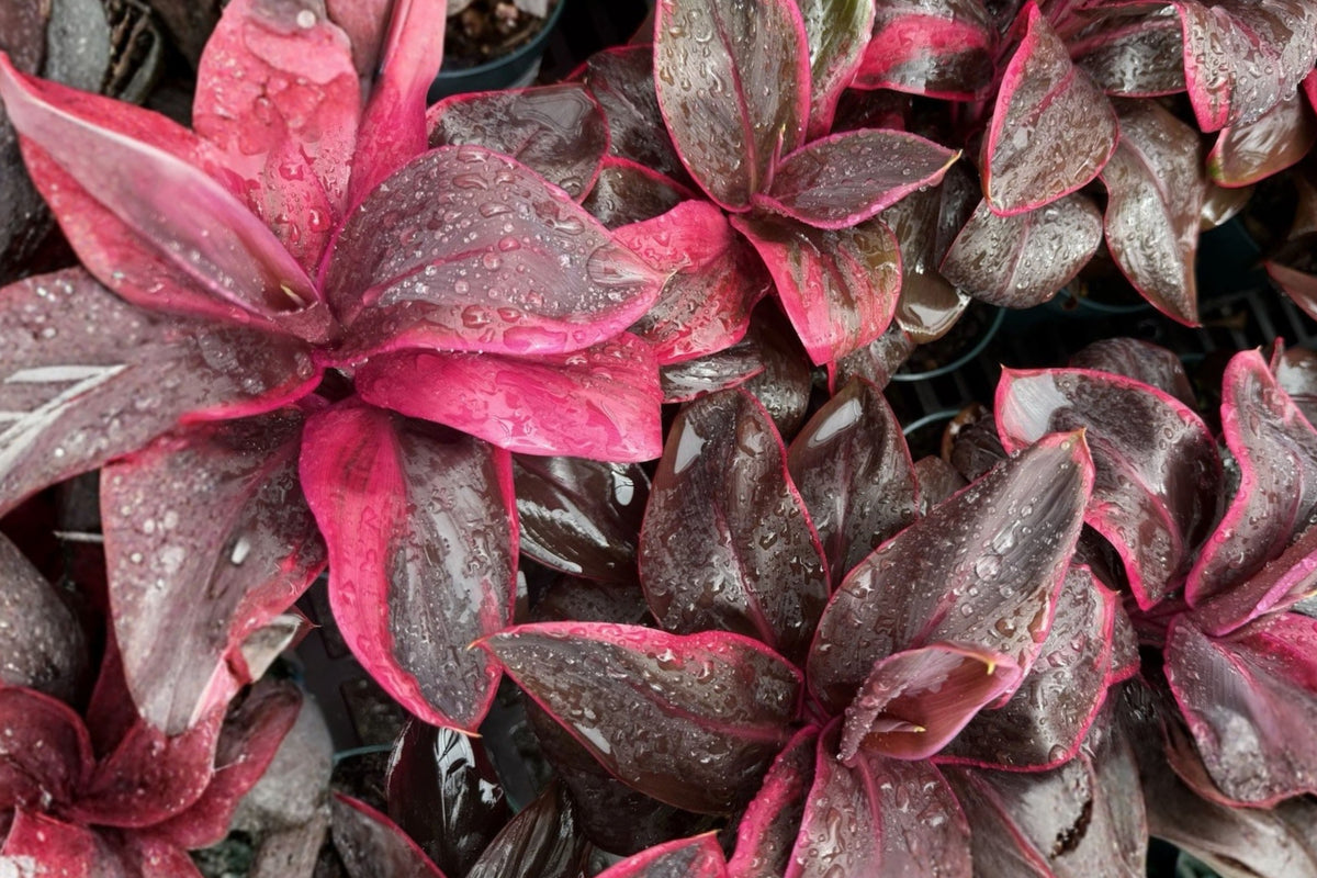 Ti Plant Live Cutting – 4–6 Inch – Cordyline sp. – Pink Purple Green