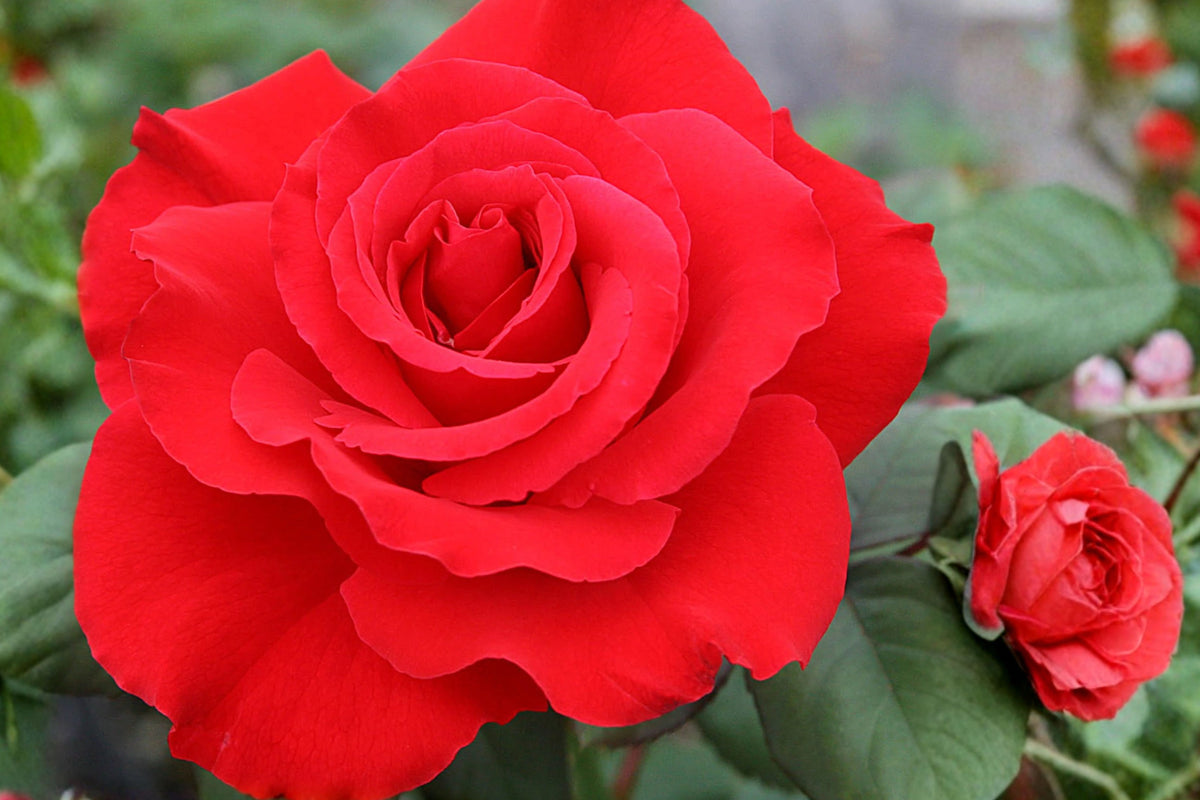 Taboo Deep Red Hybrid Tea Rose – 1 Own-Root Live Plant – 6-Inch Pot