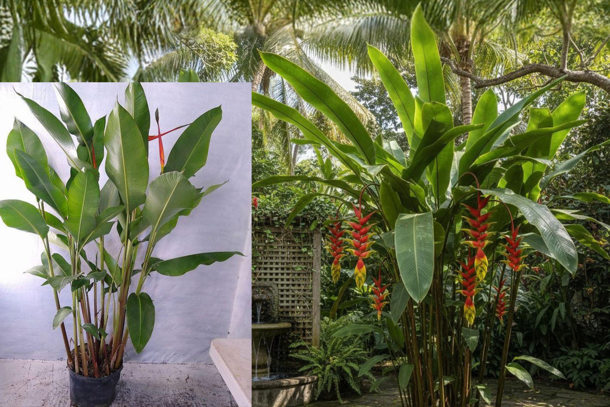 Red Gyro Heliconia Live Plant or Rhizome, Heliconia latispatha, Tropical Red Flowering Perennial, Outdoor Garden Plant