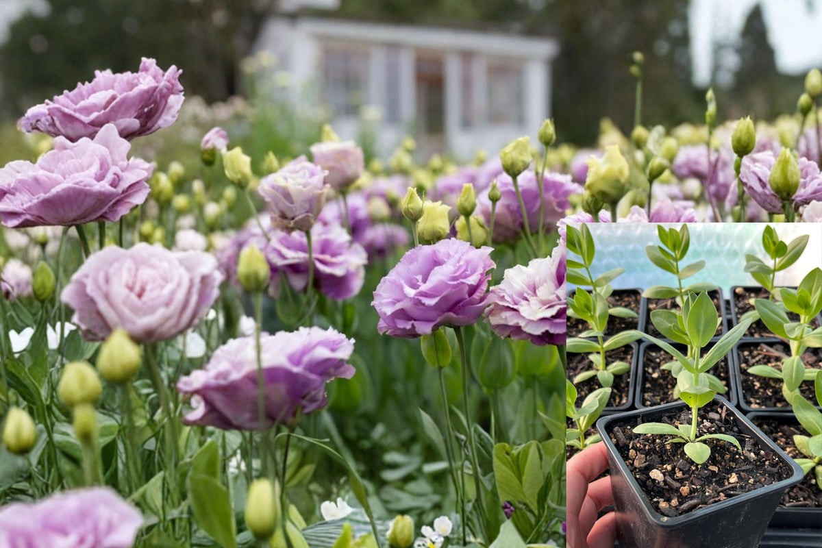 2 Lavender Lisianthus Live Plants, Voyage 2 F1 Well-Rooted Flowering Plants, Eustoma Garden Flowers