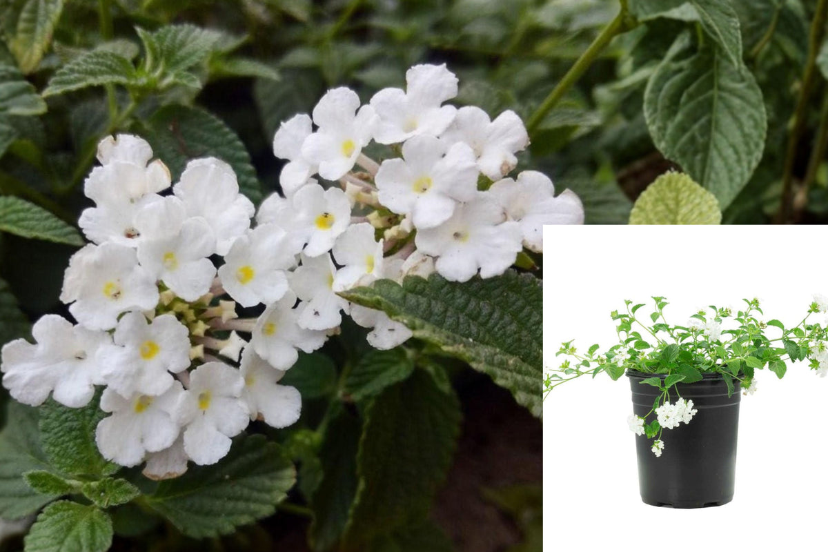 2 White Trailing Lantana Live Plants, 6–9 Inch Flowering Perennials, Full Sun Garden Flowers for Containers and Hanging Baskets