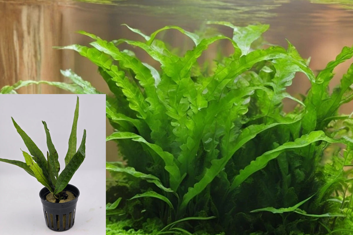 Java Fern Live Aquarium Plant in 2-Inch Pot
