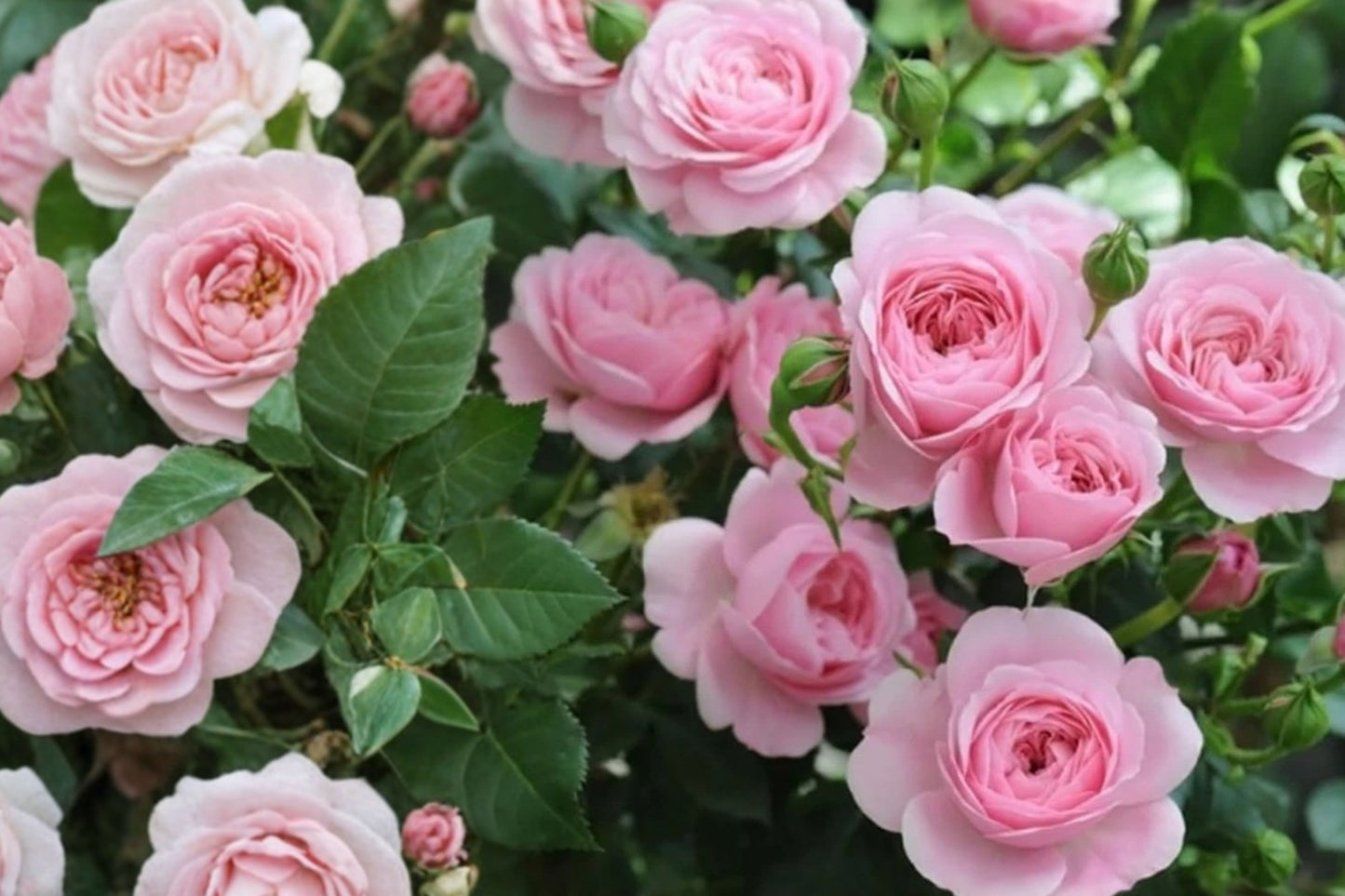 Light Pink Rose Live Plant – 5–10 Inch Starter – Rosa spp.
