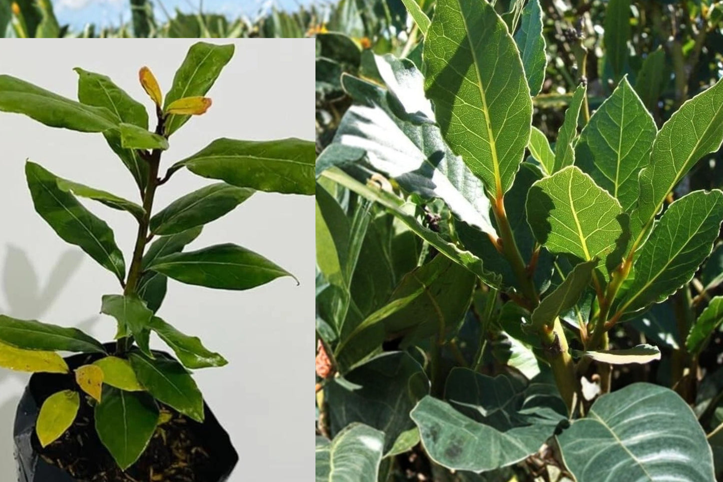 Bay Laurel Live Plant – 1 Year Old – Laurus nobilis – 4" Pot