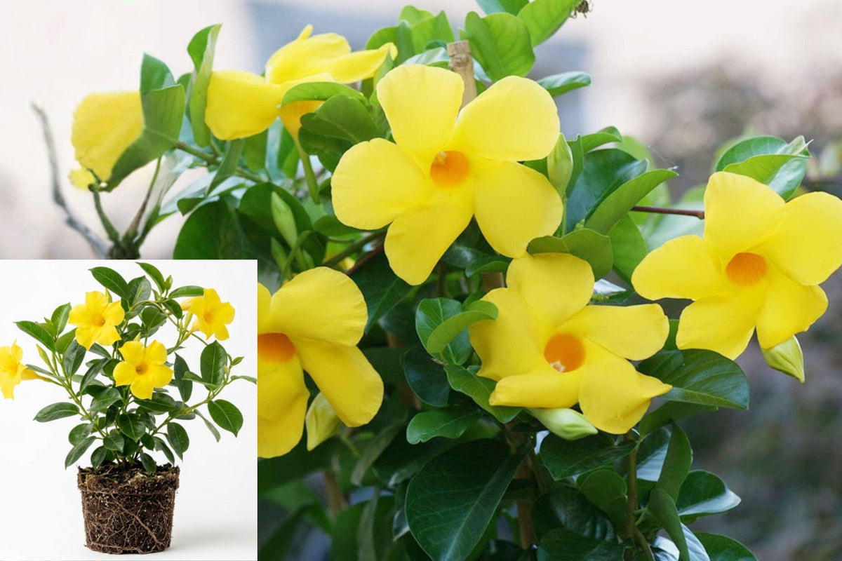 Yellow Mandevilla Live Plant, 4–10 Inch Tropical Flowering Vine, Climbing Patio Plant, Ships Without Pot