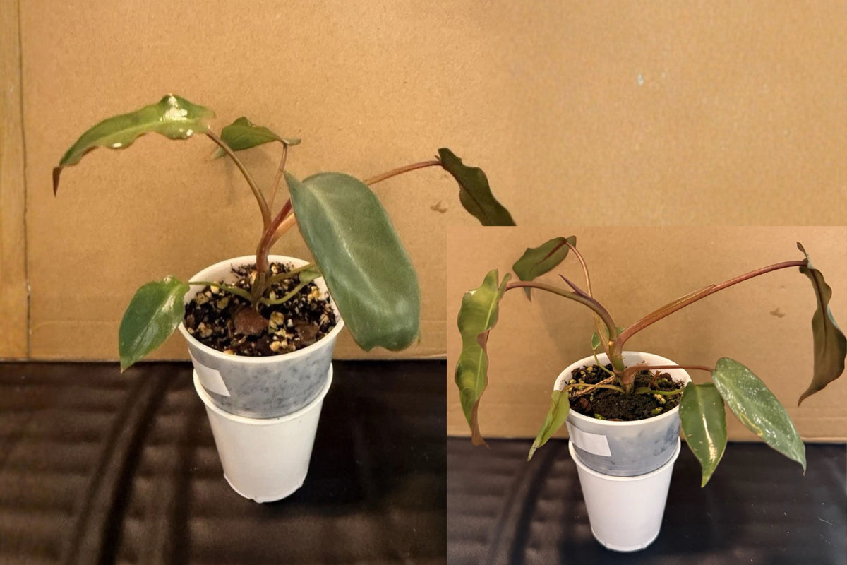 Philodendron Billietiae ‘Croat Black’ Live Rooted Plant – Philodendron billietiae