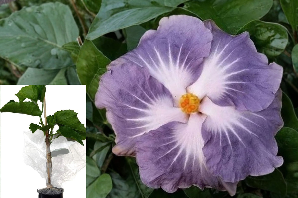 Hibiscus Blackberry Jam Live Plant – 1 Starter Plant – Hibiscus rosa-sinensis