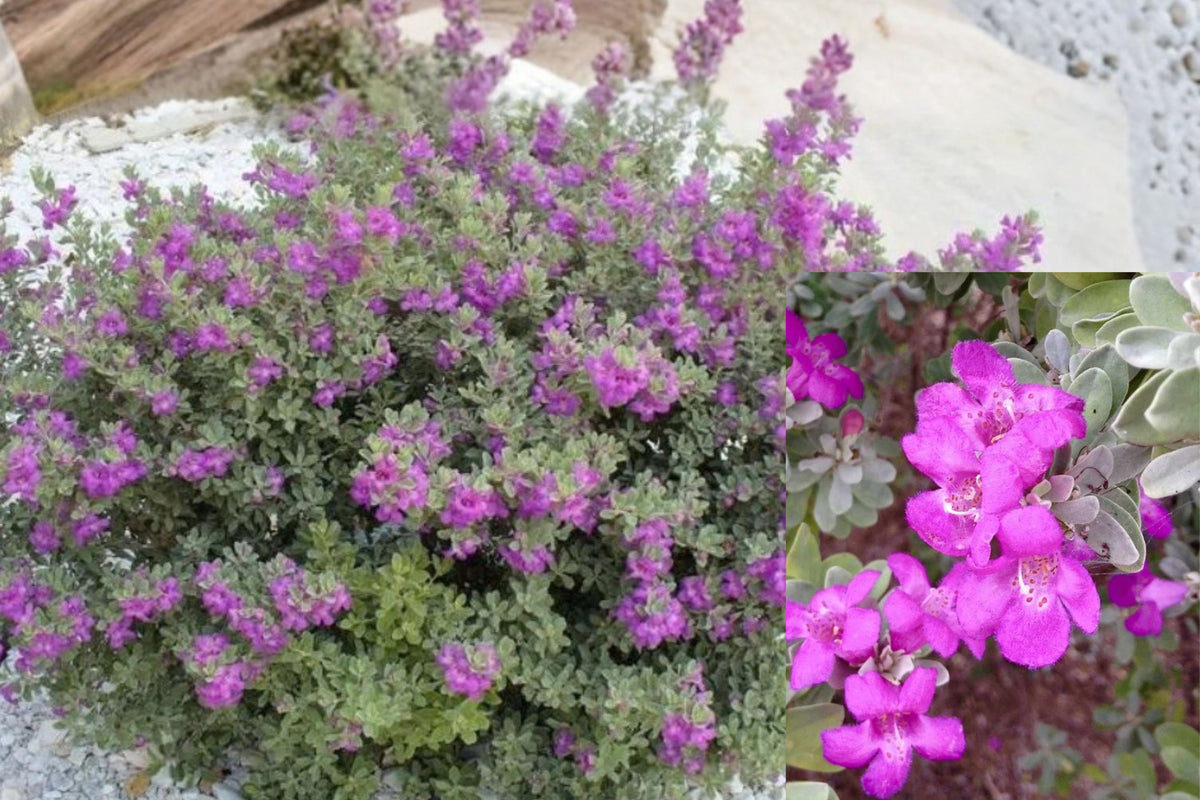 Dwarf Texas Sage Live Plants – 2 Plants, 4–8" Tall – Leucophyllum frutescens