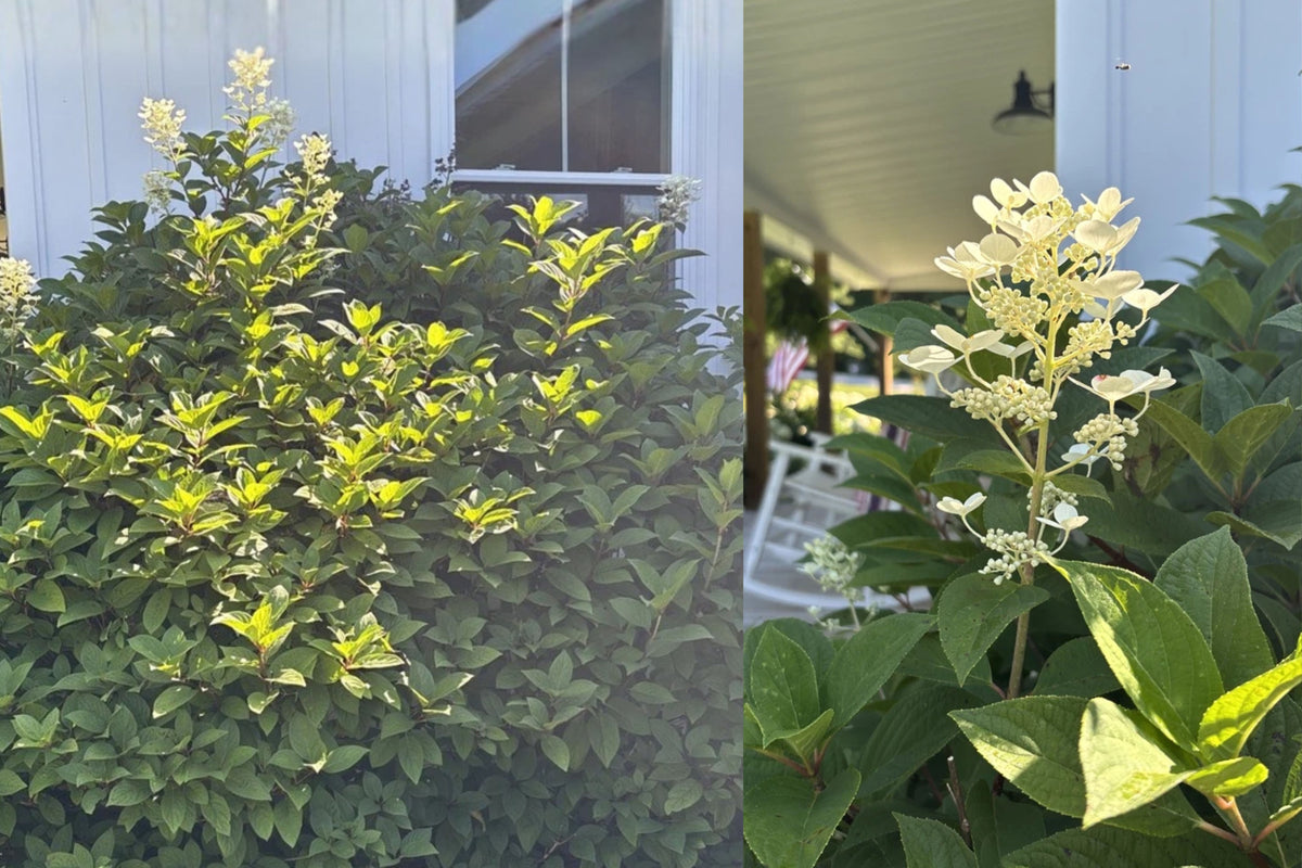 Pinky Winky® Panicle Hydrangea Live Bare-Root Plant – Hydrangea paniculata