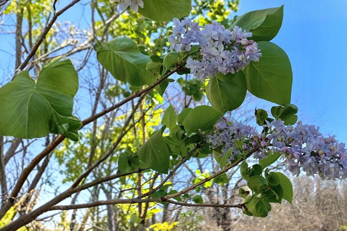Lilac Bush Live Bare Root Plant – Syringa vulgaris, 1 Plant