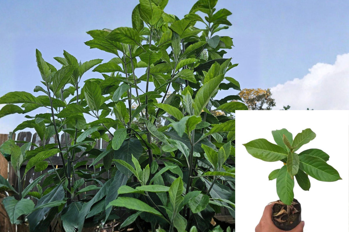 African Bitter Leaf Live Plant, Vernonia Amygdalina Rooted Plant, Tropical Edible Foliage Shrub, Herbal Garden Plant