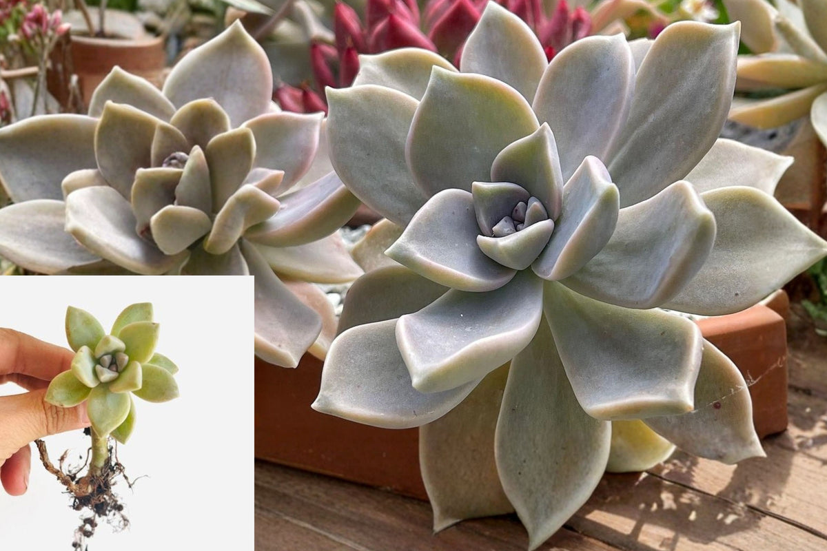 Ghost Plant Succulent, Graptopetalum Paraguayense Live Plant, Single Head 2-Inch Bare Root Succulent, Pink Gray Rosette