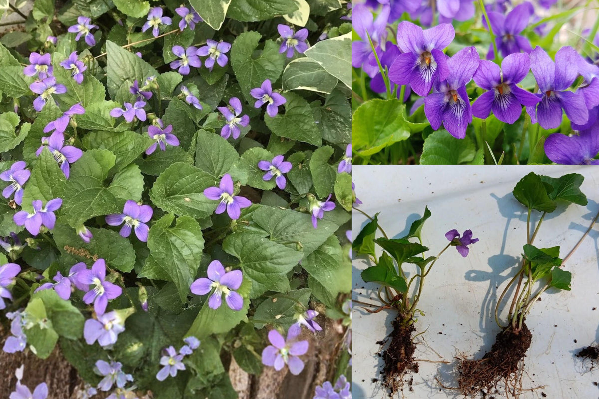 50 Purple Violet Live Plants, Bare Root Perennial Flowers, Viola Garden Starters, Shade Garden Ground Cover, Pack of 50