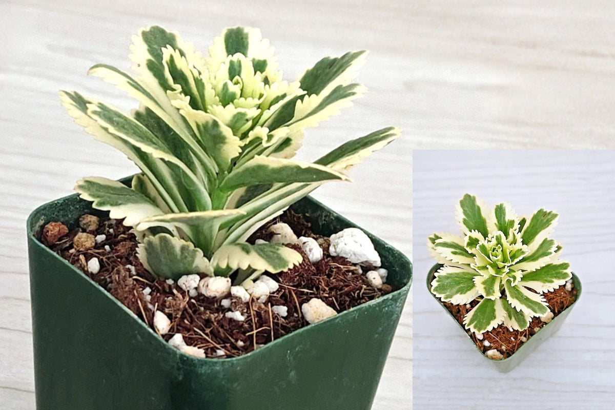 Atlantis Stonecrop Live Plant – Sedum takesimense – 2-Inch Pot