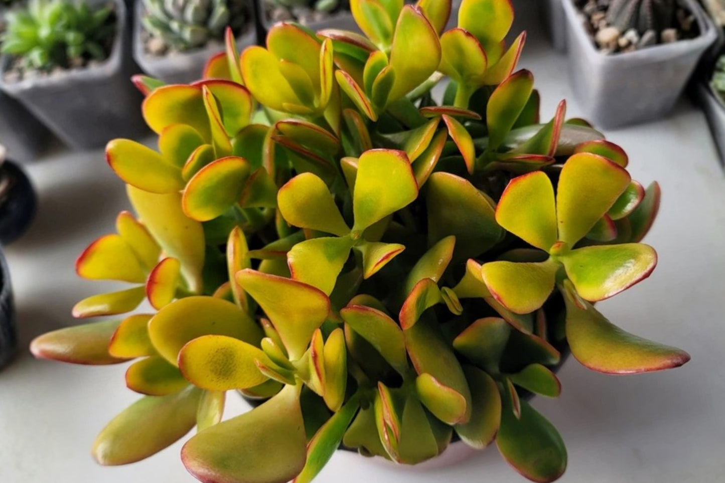 Hummel's Sunset Jade Plant – Live Rooted Crassula ovata – 6 Inch Pot
