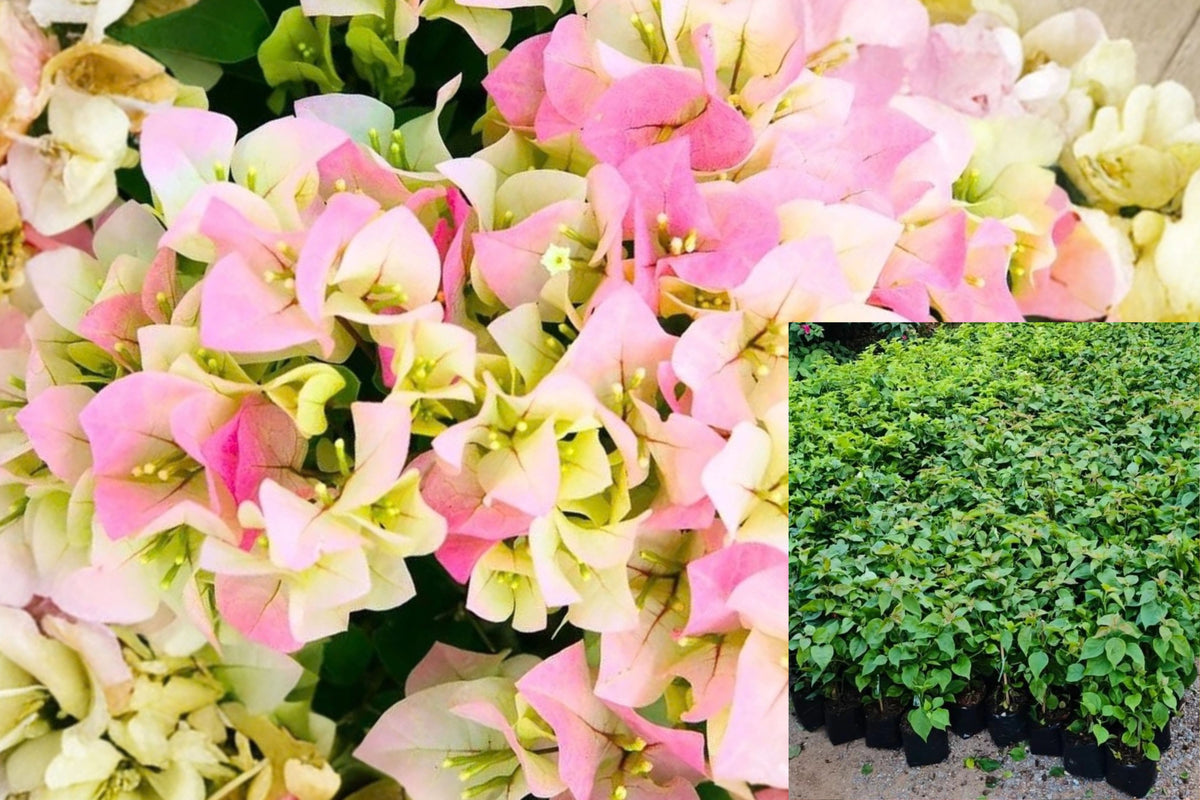 Double Delight Bougainvillea – 2 Live Plants – 4–8 Inches Tall – Bougainvillea Vine
