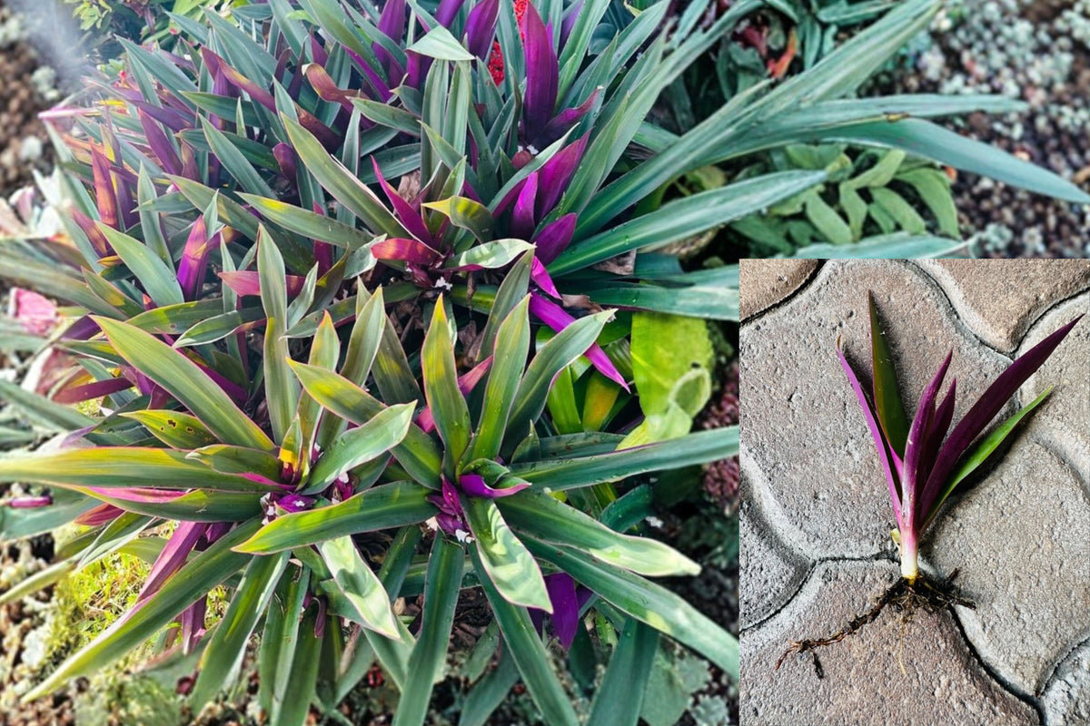 Oyster Plant 6 Live Plants – 4–6 Inch Purple & Green Plants – No Pot