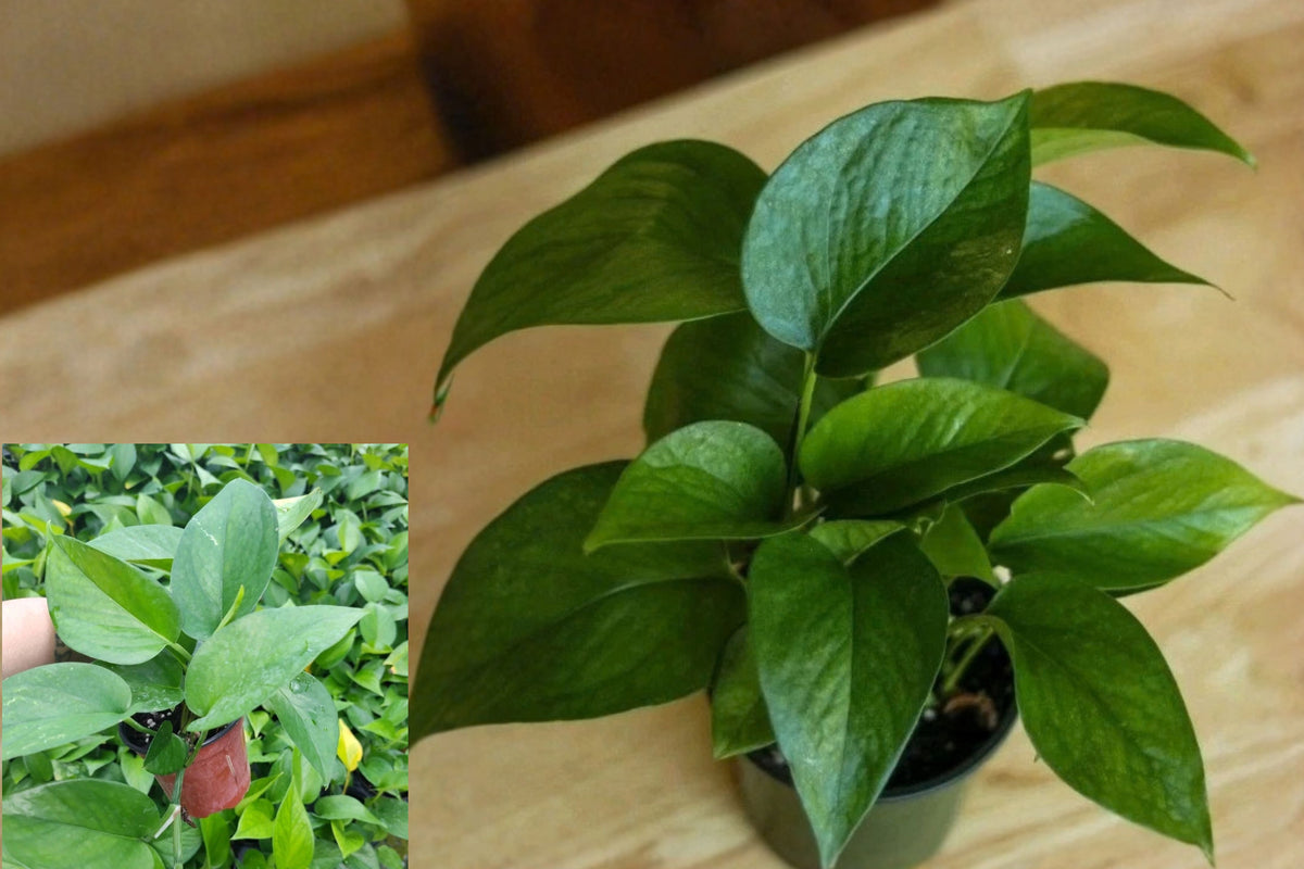 Jade Pothos 1 Live Potted Plant 4 Inch – Epipremnum aureum
